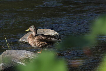 Female mallard or Wild duck sitting on a rock in the river. anas platyrhynchos