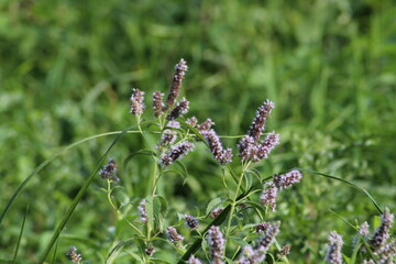 Close-up of bright green peppermint plant (Mentha x piperita) leaves growing and flowering with purple flowers in the garden in summer. Beautiful floral background
