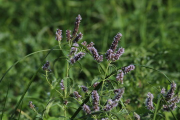 Close-up of bright green peppermint plant (Mentha x piperita) leaves growing and flowering with purple flowers in the garden in summer. Beautiful floral background
