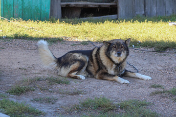 A dog lies on the ground, its fur blending with the earthy tones of the surroundings. The relaxed posture and attentive gaze create a peaceful, natural moment