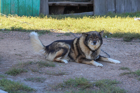 A dog lies on the ground, its fur blending with the earthy tones of the surroundings. The relaxed posture and attentive gaze create a peaceful, natural moment