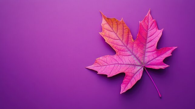 Isolated pink maple leaf on a vibrant purple background Features neon colors Symbolic decoration template for seasonal themes and autumn celebrations