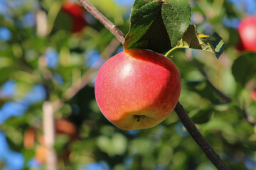 A single red apple rests on a tree branch with dense green leaves. Its rich color and smooth surface make it an inviting focal point, capturing the essence of autumn harvest