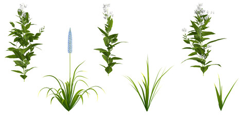 Himalayan foxtail lily Eremurus himalaicus,Eupatorium serotinum plants  isolated on white background