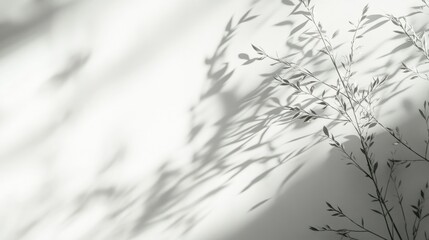 Blurred gray shadows of delicate grass create an overlay effect on a white wall forming an abstract neutral background Space available for text and natural light shadow effects