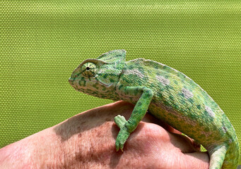 camaleón verde sobre la mano almería IMG_1868-05.jpg © txakel