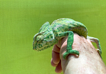 camaleón verde sobre la mano almería IMG_1877-05.jpg © txakel