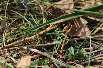 Ground background with grass dry leaves and sticks 