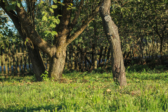 An identical view of the split-trunk tree in the grassy area, framed by its natural surroundings. The repetition of the image emphasizes the beauty of the tree’s structure and setting