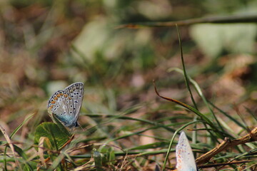 The common blue butterfly (Polyommatus icarus) sitting on the grass. Panoramic photo of an insect in green grass on a summer afternoon in Czech republic. Group of common blue butterflies in the grass
