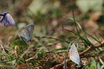 The common blue butterfly (Polyommatus icarus) sitting on the grass. Panoramic photo of an insect in green grass on a summer afternoon in Czech republic. Group of common blue butterflies in the grass
