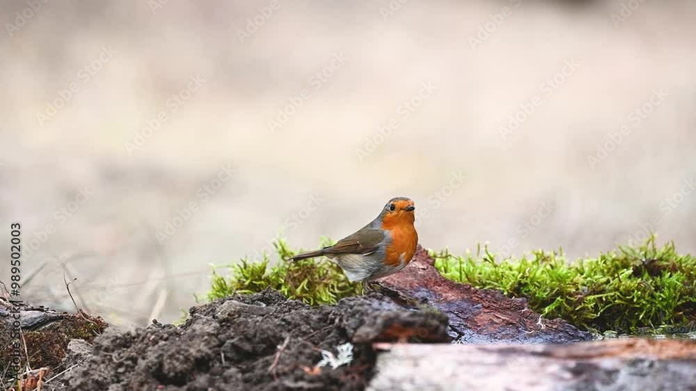 Poster Garden Birds. Robin Erithacus rubecula in the wild. Songbird The bird drinks the water and flies away. Slow motion.