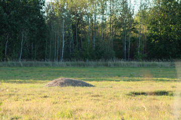A grassy field with a mound of dirt in the foreground and a dense forest in the background. The...