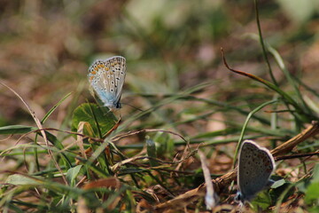 The common blue butterfly (Polyommatus icarus) sitting on the grass. Panoramic photo of an insect in green grass on a summer afternoon in Czech republic. Group of common blue butterflies in the grass
