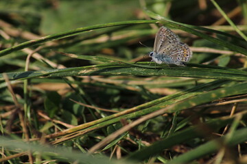 The common blue butterfly (Polyommatus icarus) sitting on the grass. Panoramic photo of an insect in green grass on a summer afternoon in Czech republic. Group of common blue butterflies in the grass
