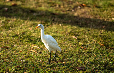 Naklejka premium Egret Walking on Grass in Honolulu Hawaii.