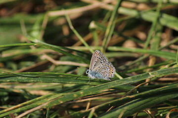 The common blue butterfly (Polyommatus icarus) sitting on the grass. Panoramic photo of an insect...