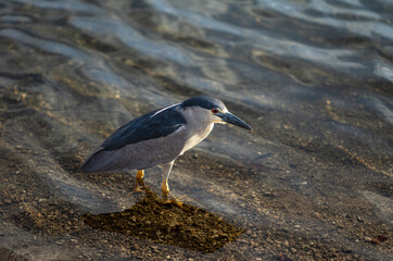 Closeup of a Heron Wading in Honolulu Lagoon, Hawaii.