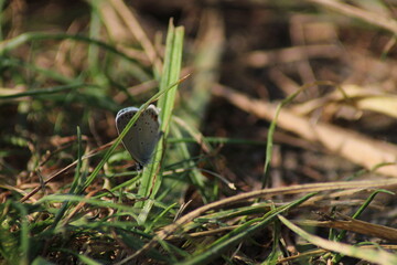 The common blue butterfly (Polyommatus icarus) sitting on the grass. Panoramic photo of an insect in green grass on a summer afternoon in Czech republic. Group of common blue butterflies in the grass
