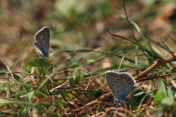 The common blue butterfly (Polyommatus icarus) sitting on the grass. Panoramic photo of an insect...