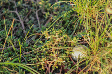A small plant with vibrant green leaves and stems growing among wild grass. Its delicate structure and fresh colors highlight its resilience in a natural setting