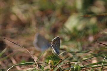 The common blue butterfly (Polyommatus icarus) sitting on the grass. Panoramic photo of an insect in green grass on a summer afternoon in Czech republic. Group of common blue butterflies in the grass
