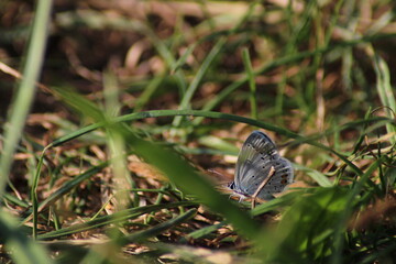 The common blue butterfly (Polyommatus icarus) sitting on the grass. Panoramic photo of an insect...