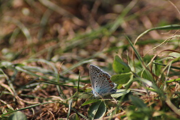 The common blue butterfly (Polyommatus icarus) sitting on the grass. Panoramic photo of an insect in green grass on a summer afternoon in Czech republic. Group of common blue butterflies in the grass
