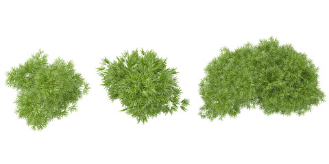 Fototapeta premium set of bamboo plant on transparent background from the top view