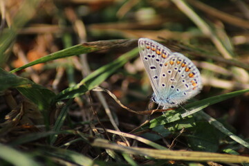 The common blue butterfly (Polyommatus icarus) sitting on the grass. Panoramic photo of an insect in green grass on a summer afternoon in Czech republic. Group of common blue butterflies in the grass
