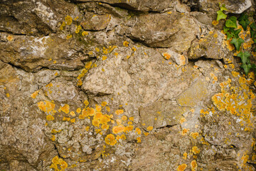 The texture of a natural stone with sprouts, leaves and moss