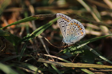 The common blue butterfly (Polyommatus icarus) sitting on the grass. Panoramic photo of an insect in green grass on a summer afternoon in Czech republic. Group of common blue butterflies in the grass
