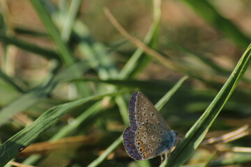 The common blue butterfly (Polyommatus icarus) sitting on the grass. Panoramic photo of an insect in green grass on a summer afternoon in Czech republic. Group of common blue butterflies in the grass
