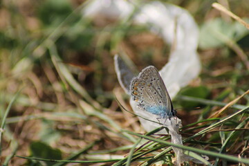 The common blue butterfly (Polyommatus icarus) sitting on the grass. Panoramic photo of an insect in green grass on a summer afternoon in Czech republic. Group of common blue butterflies in the grass

