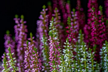Heather photographed close-up with a macro lens.