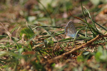 The common blue butterfly (Polyommatus icarus) sitting on the grass. Panoramic photo of an insect in green grass on a summer afternoon in Czech republic. Group of common blue butterflies in the grass
