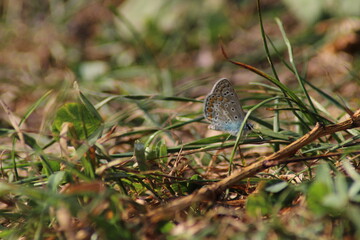 The common blue butterfly (Polyommatus icarus) sitting on the grass. Panoramic photo of an insect in green grass on a summer afternoon in Czech republic. Group of common blue butterflies in the grass
