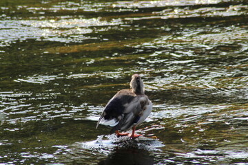 Female mallard or Wild duck sitting on a rock in the river. anas platyrhynchos