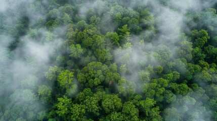 Foggy forest landscape pattern background top view generated by ai