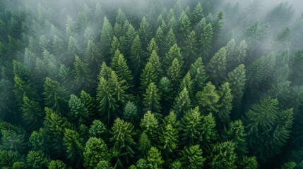 Foggy forest landscape pattern background top view generated by ai