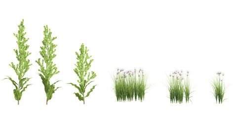 Fototapeta premium Zephyranthes candida,Rumex dentatus Trees isolated on white background