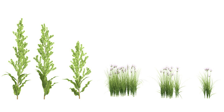 Zephyranthes candida,Rumex dentatus Trees isolated on white background