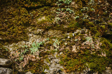 The texture of a natural stone with sprouts, leaves and moss