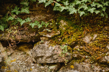 The texture of a natural stone with sprouts, leaves and moss