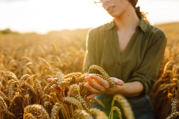 A woman examines ripened wheat during sunset in a golden field showcasing the beauty of agriculture...