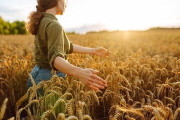 A woman examines ripened wheat during sunset in a golden field showcasing the beauty of agriculture...