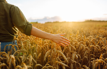 A woman examines ripened wheat during sunset in a golden field showcasing the beauty of agriculture and harvest time. Harvesting. Agrobusiness.
