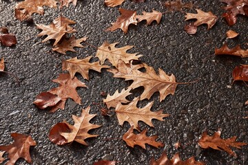 Autumn leaf on ground with raindrops on sidewalk