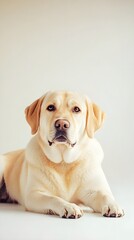 Fototapeta premium A Lab Pei dog lying down comfortably, highlighting its distinctive features in a minimalistic light-colored setting