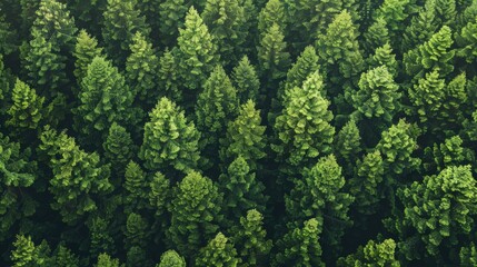 Fototapeta premium Forest landscape pattern background top view generated by ai